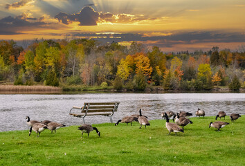Gaggle of geese feeding on the ground near the river © labalajadia
