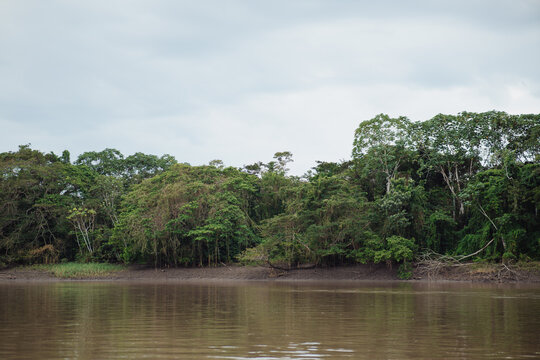 Amazon River bank with a backdrop of the Amazon forest