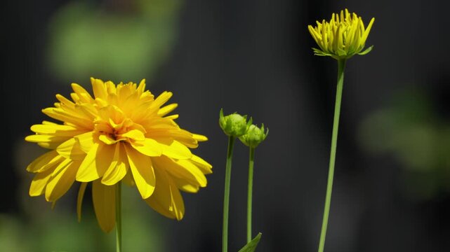 A vibrant yellow aster flower sways in the wind with a blurred background, sharply focused on the bloom