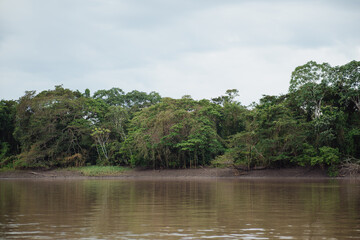 Fototapeta premium Amazon River bank with a backdrop of the Amazon forest