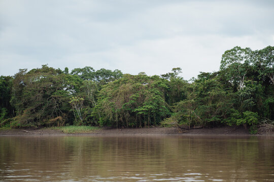 Amazon River bank with a backdrop of the Amazon forest