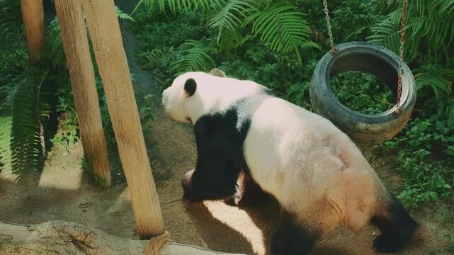 A large panda pushes a tire attached to metal chains with its head while walking through a lush green jungle enclosure illuminated by bright sunlight.