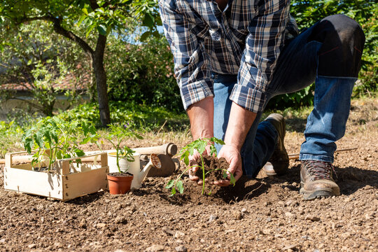 Close up of farmer's hands planting tomato seedling in soil in organic field. Garden work in spring. Traditional agriculture.