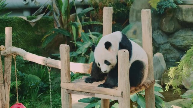 A giant panda sniffs a wooden bench then slides down a wooden staircase at the Kuala Lumpur zoo, showcasing playful and curious behavior in a naturalistic enclosure.