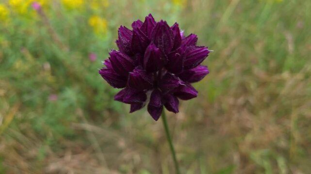 Decorative purple wild leek plant flower