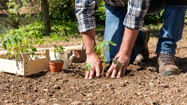 Close up of farmer's hands planting tomato seedling in soil in organic field. Garden work in spring. Traditional agriculture.