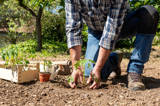 Close up of farmer's hands planting tomato seedling in soil in organic field. Garden work in spring. Traditional agriculture.
