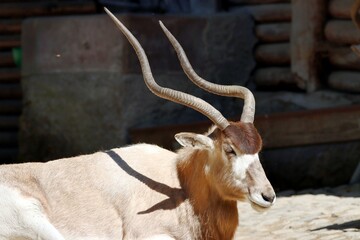 gazelle © schoefolt