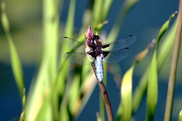 libellule © schoefolt