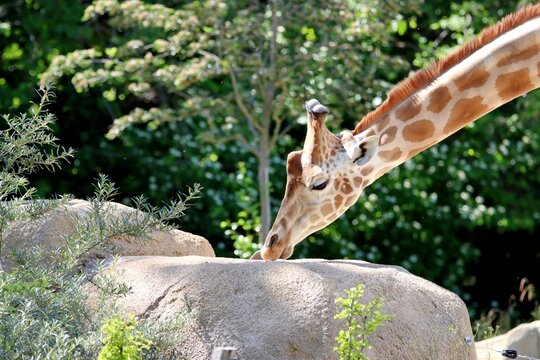 girafe