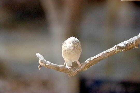 oiseau