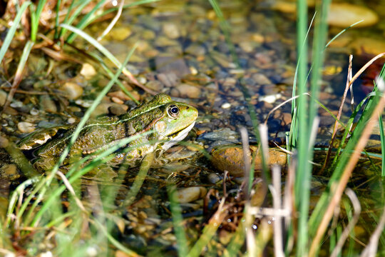 marsh frog in a pond in Germany