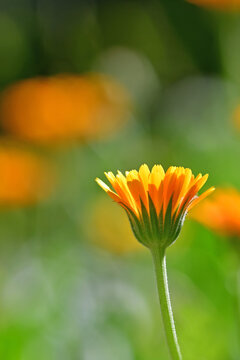 marigold, medicinal herb with flower on a blurred background