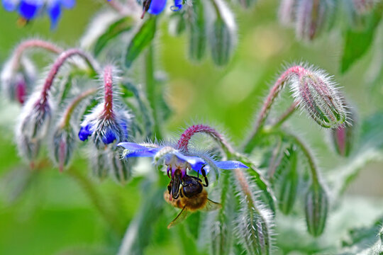  Borage, flower of the spice and medicinal plant with with bumblebee
