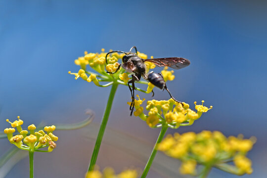 fennel spice and medicinal drug with flower and insect