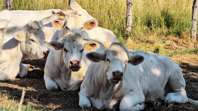 Group of charolais cows resting on a green prairie in the shadow. Farm animal concept.