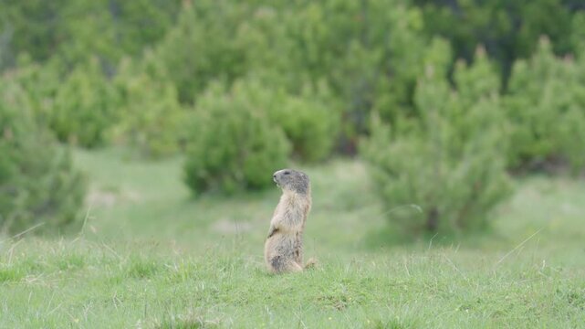 Solitary marmot standing on its hind legs, scouting the environment in a grassy, wild habitat