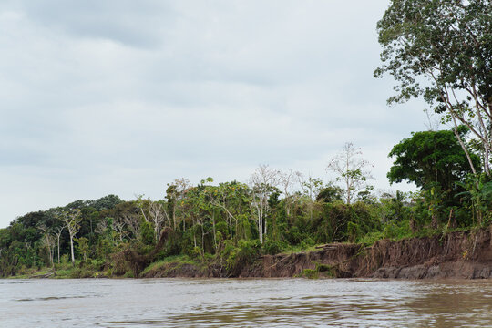 Amazon River with a background of the Amazon rainforest