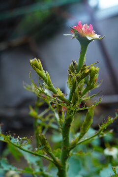 A severely damaged rose bush with gnawed leaves, on which a young green cutworm caterpillar is resting. Agricultural pests and their consequences, protection from damage.