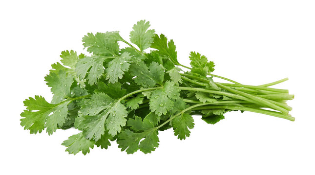 Fresh green cilantro bunch with water drops captured from above, cooking ingredient.
