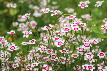 Fototapeta premium white Dianthus deltoides 'Arctic Fire' flowers with vibrant pink centers blooming in a summer garden.