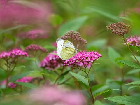 White butterfly sitting on pink Spiraea japonica flowers in the summer garden
