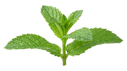 Organic green mint leaves with water drops isolated on transparent background png for fresh beverages. © Png ProTeam