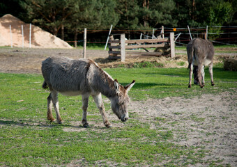 Fototapeta premium donkey in the meadow