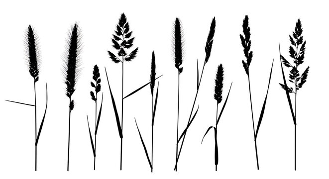 Black and white ink drawing of wild grass stalks
