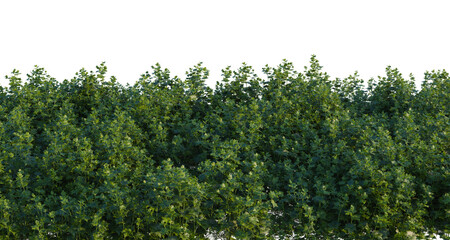Fototapeta premium Aconitum sinomontanum tree shrub, plant bush, cutout, isolate transparent background, Lush Green Hedge Row - Detailed Foliage Texture for Backgrounds and Natural Elements