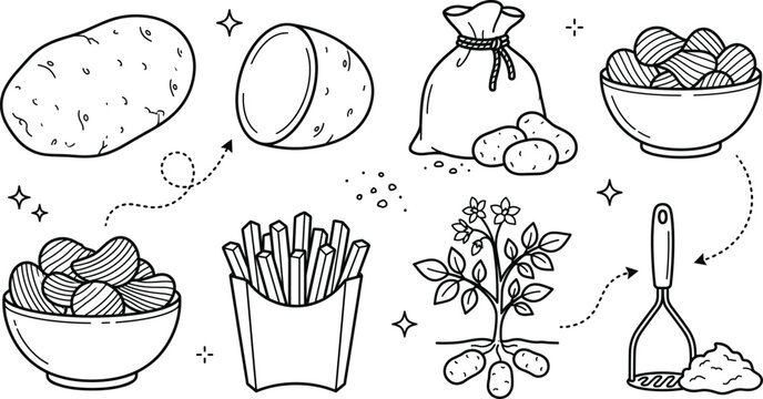 Potato vector illustration set featuring raw potatoes sack french fries chips plant and masher doodle icons line art