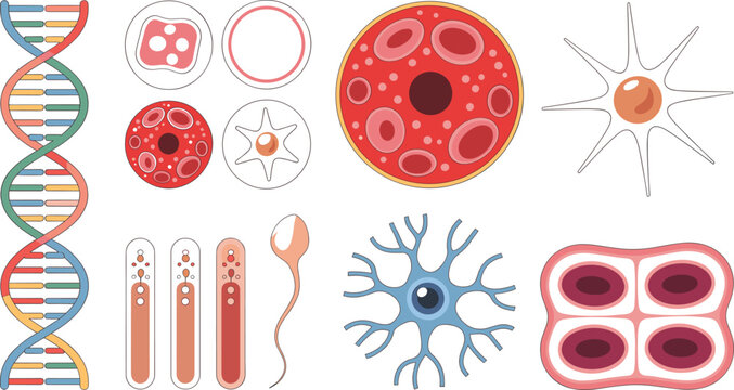 Collection of human cell types featuring DNA, blood cells, neuron, sperm cell, epithelial cells, and microscopic cellular structures for biology education vector illustration