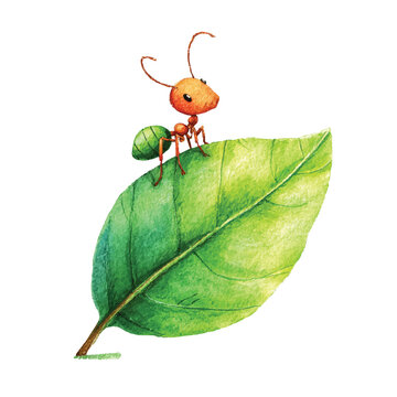 Small orange ant on green leaf.