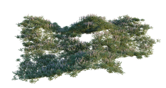 Corydalis edulis tree shrub, plant bush, cutout, isolate transparent background, Dense Green Bush with Lavender Flowers - Nature Element for Design Projects and Landscaping