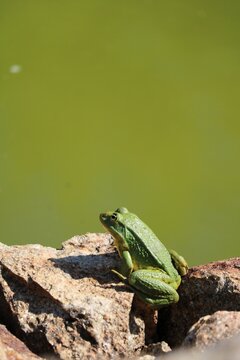 Grenouille