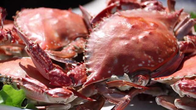 Korea blue crab cuisine soy sauce marinated ganjang gejang steamed soup rice gastronomy k food 꽃게 요리 꽃게간장게장 간장꽃게장 게장 꽃게찜 꽃게탕 꽃게등딱지비빔밥 한식 미식 식재료 수산물