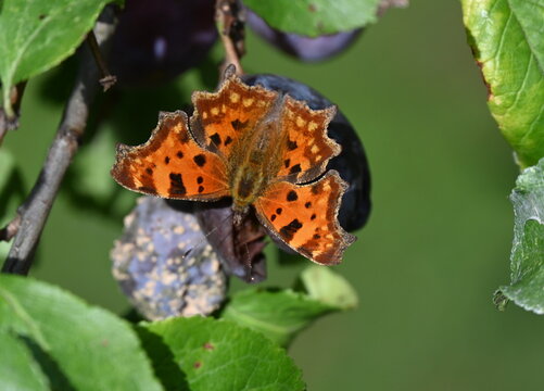 Schmetterling, der C-Falter