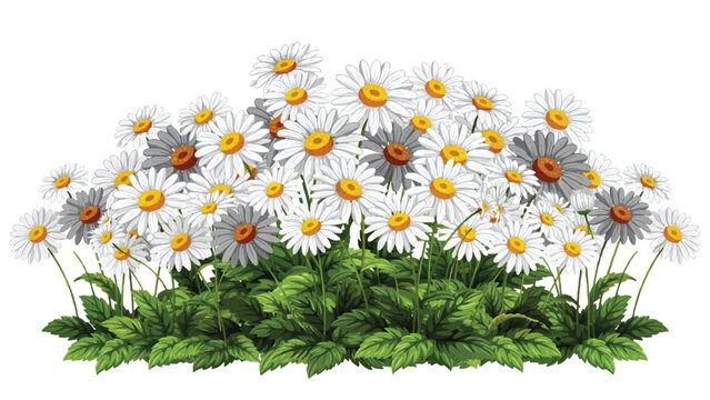 A cluster of white daisy flowers with green foliage isolated on white background blooming isolated botanical wildflower decoration ornamental fieldflower