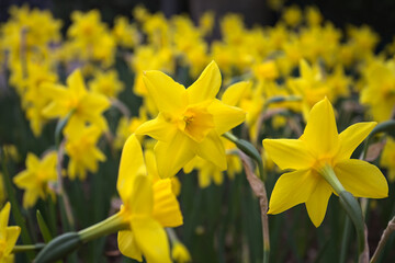 Obraz premium Yellow narcissuses in bloom