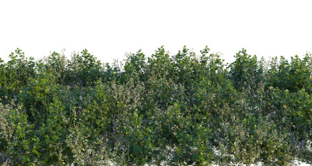 Fototapeta premium Tree shrub, plant bush, cutout, isolate transparent background, Dense Green Foliage Border - Realistic Bushy Hedgerow with Detailed Leaves and Branch Structure
