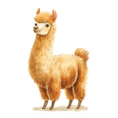 Fototapeta premium A light brown llama standing still.