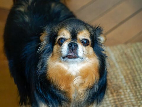 Chihuahua &agrave; poils longs (Canis lupus familiaris), portrait d&rsquo;un petit chien de compagnie au pelage noir et feu en int&eacute;rieur