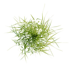 Obraz premium Iris Flower tree plan, top view, cutout, transparent background, isolate, Green grass blades isolated on black background for design elements.