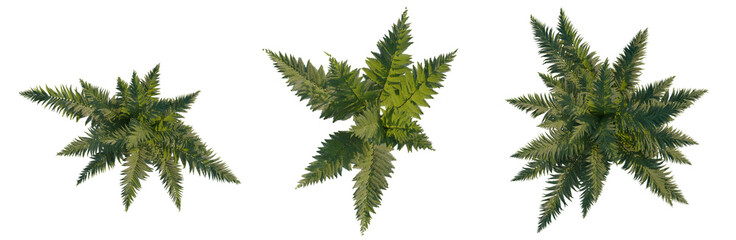 Wood Fern tree plan, top view, cutout, transparent background, isolate, Three fern plants arranged in a row, showcasing lush greenery for decorative purposes. © DH Tree Stock