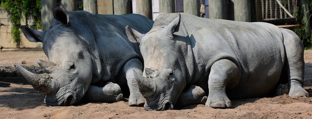 The white rhino or square-lipped rhinoceros is the largest extant species of rhinoceros. It has a wide mouth used for grazing and is the most social of all rhino species.