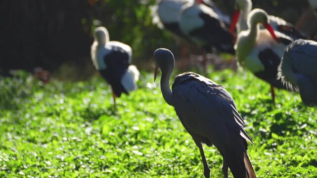 Blue Crane among other birds at the zoo
