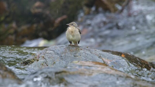 A young yellow wagtail preening itself on a rock in the middle of the river