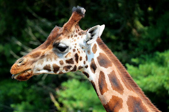 The giraffe (Giraffa camelopardalis) is an African even-toed ungulate mammal, the tallest of all extant land-living animal species, and the largest ruminant.
