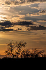 Fototapeta premium silhouette of trees in backlight against a background of beautiful cloudy sky at sunset. Real sunset sky, colorful sky during sunset or sunrise.