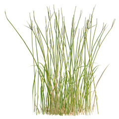 Obraz premium Iris Flower tree, elevation, front view, cutout, transparent background, isolate, Detailed Grass PNG - Lush Green Vegetation with Natural Texture on Black Background